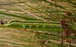 Broom moth