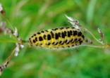 Six Spot Burnet Moth Caterpillar (1)