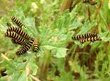 Cinnabar Moth