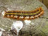 Drinker Moth 1