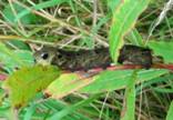 Elephant Hawk Moth