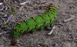 Emperor Moth 2