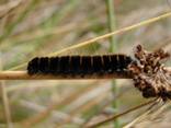 Fox Moth