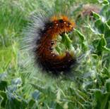 Garden tiger Moth 3