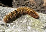 Northern Eggar