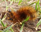 Ruby Tiger Moth (2)