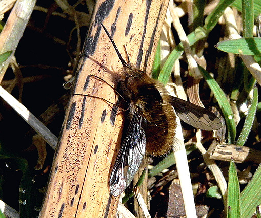 Bee Fly (Bombylis major)