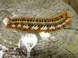 Drinker moth