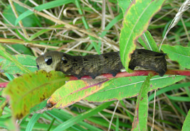 Elephant Hawk Moth