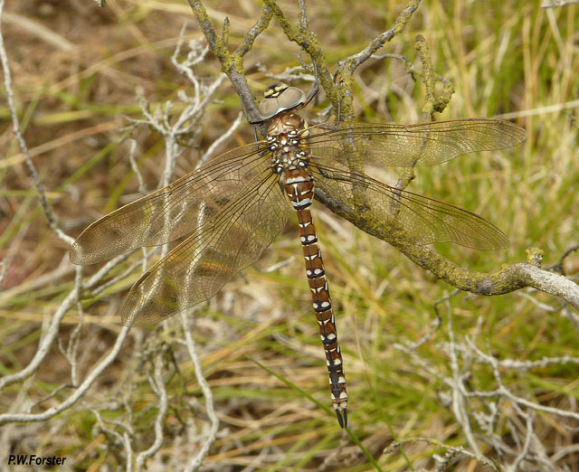 Female Common Hawker (Aeshna juncea)