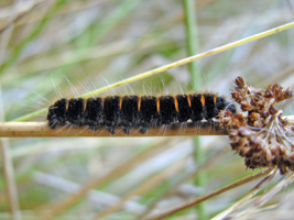 Fox Moth
