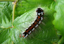 Knotgrass moth