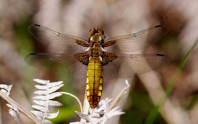 Broad-bodied Chaser (Libellula depressa)