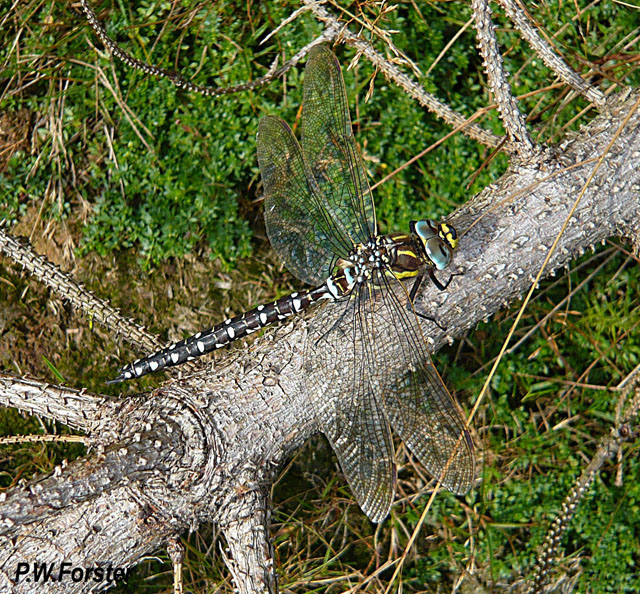 Male Common Hawker (Aeshna juncea) 