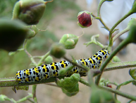 Mullein moth