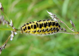Six spot Burnet moth