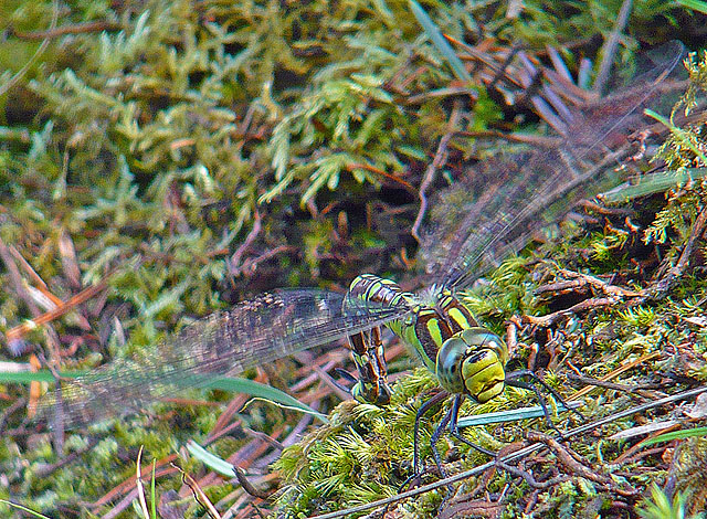 Female Southern Hawker (Aeshna cyanea)