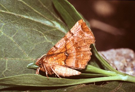 Purple Thorn moth