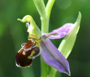Bee Orchid