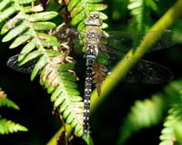 Migrant Hawker