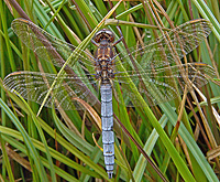 Keeled Skimmer