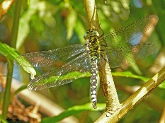 Southern Hawker (Aeshna cyanea) Paul Forster