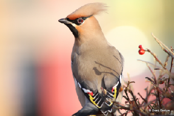 Waxwing