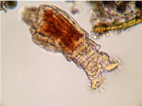 Rotifer