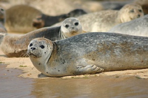 Common Seals