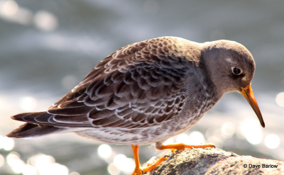 Purple Sandpiper