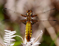 Broad-bodied Chaser
