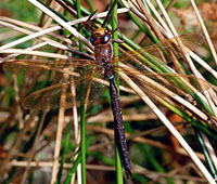 A Grandis Brown Hawker