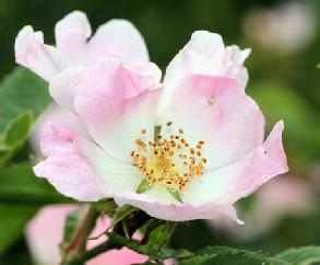 Dog Rose