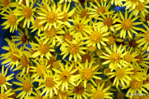Ragwort