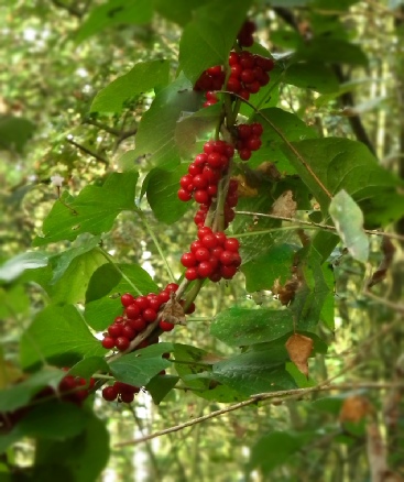 Black Bryony