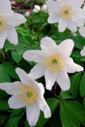 Wood Anemone