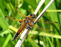 Four-spotted Chaser