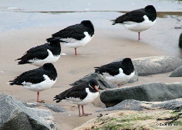 Oystercatchers