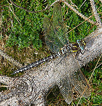 Common Hawker