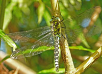 Southern Hawker