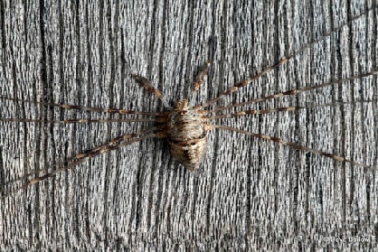 Harvestman (Dicranopalpus ramosus)