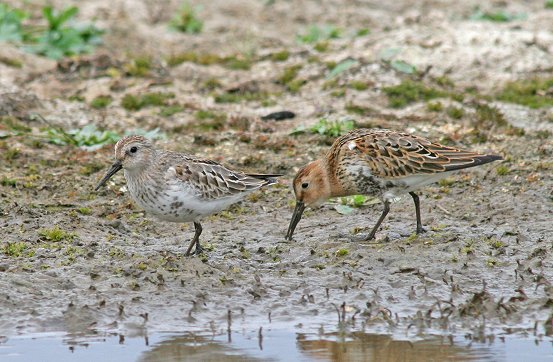 Dunlin