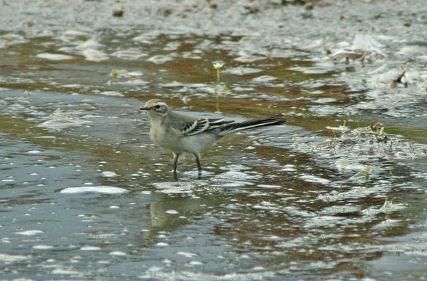 Citrine Wagtail