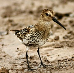 Dunlin