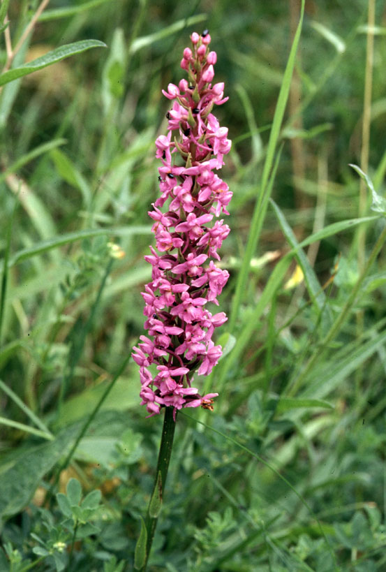 Fragrant Orchid