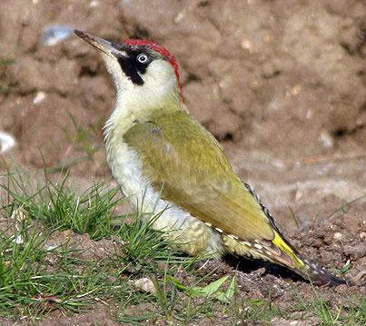 Green Woodpecker