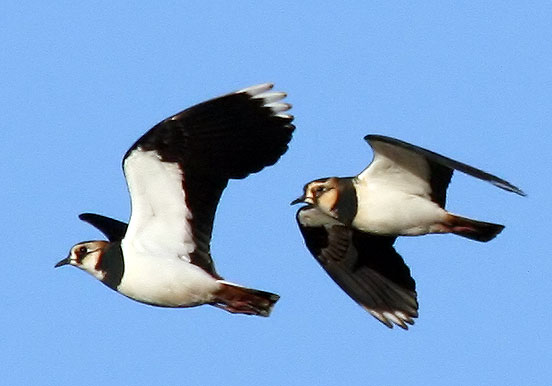 Lapwings