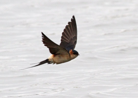 Red-rumped swallow