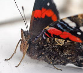 Red Admiral