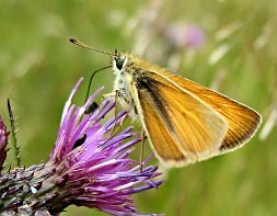 Small Skipper butterfly